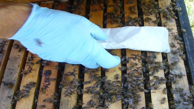 استفاده از اسید فرمیک در زنبورداری