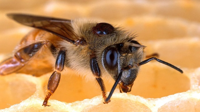 کاربرد اسید فرمیک در زنبورداری