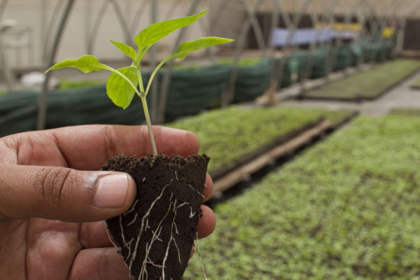 تقویت ریشه با کودهای کشاورزی