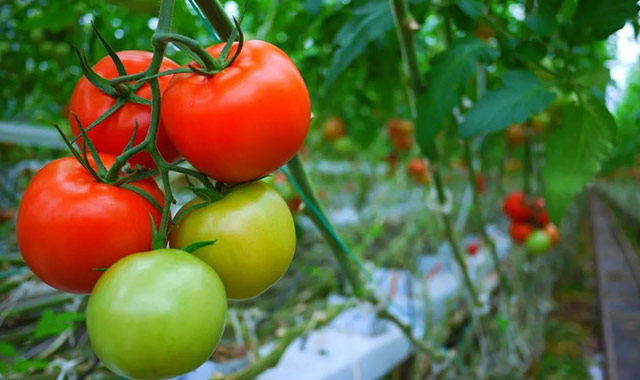 گوجه فرنگی یکی از گیاهان حساس به کمبود منگنز